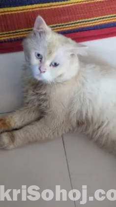 Pure Persian cat sell hobe